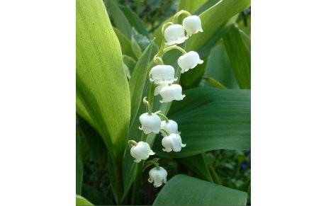 Anniversaires du mois de mai